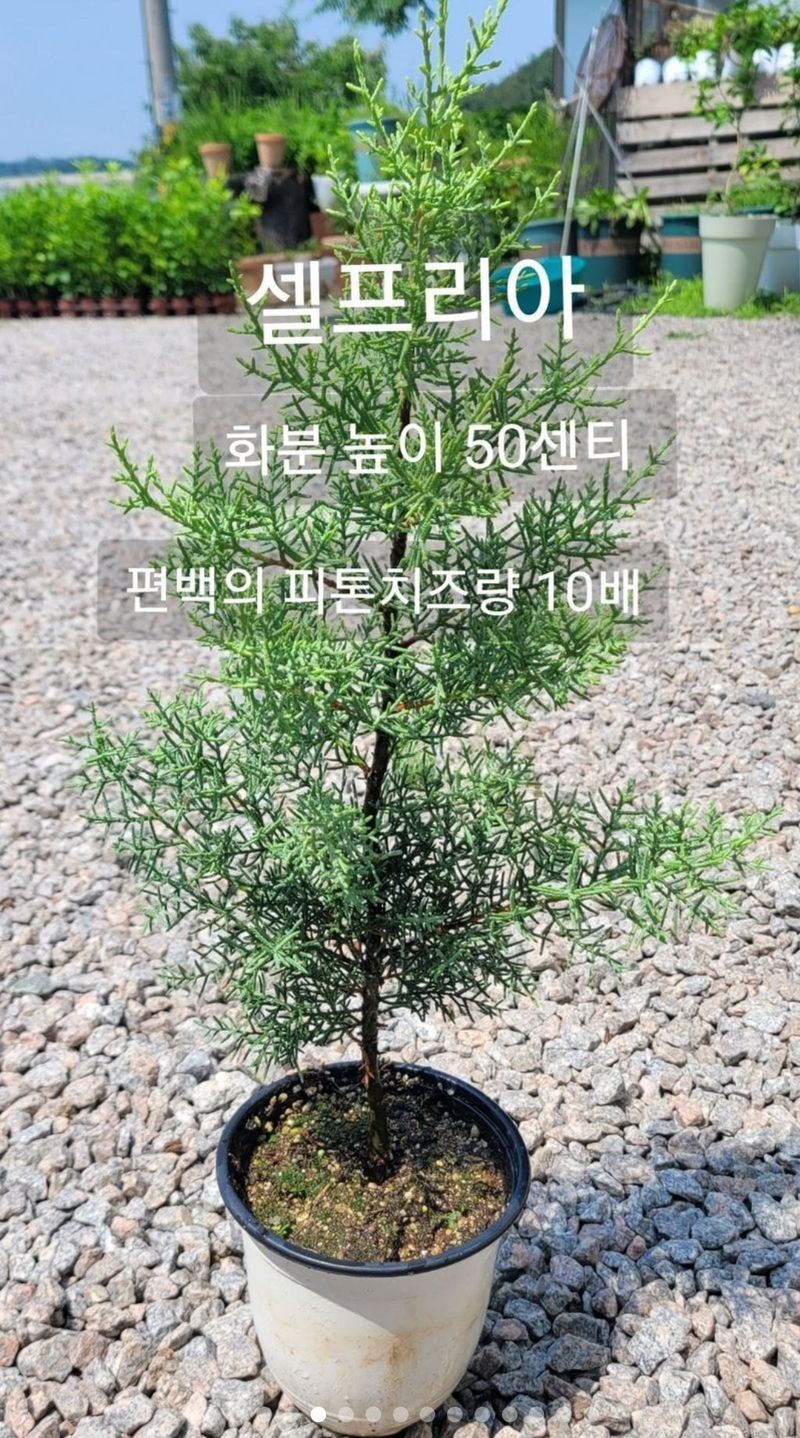 사랑꽃농장님의 장터 판매 상품 [예쁜 유럽목수국 할인 판매(월동가능)] 첨부 사진