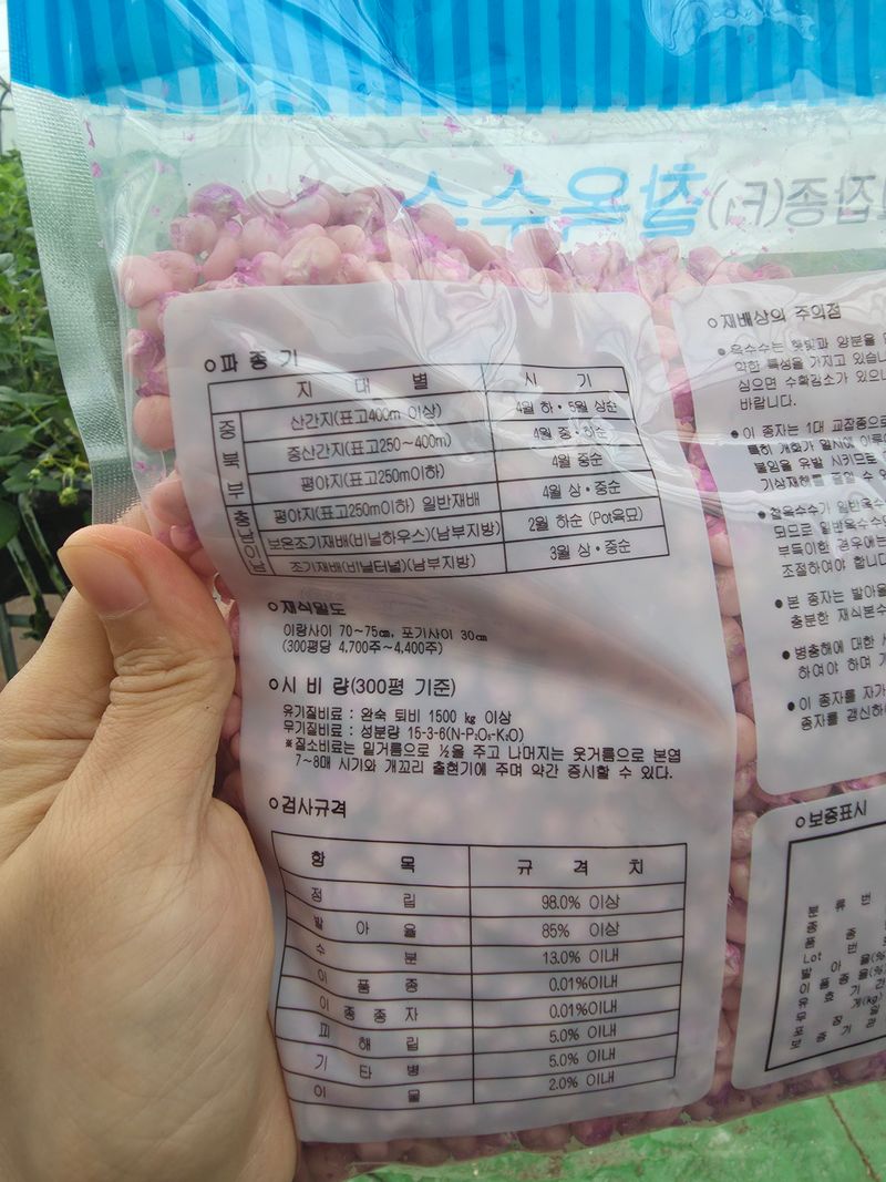 아셀모종님의 장터 판매 상품 [[26년] 강원도 찰옥수수 씨앗 미백2호 찰옥수수 종자 판매] 첨부 사진