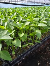 아셀모종님의 자유주제·자유게시판 작성글 사진