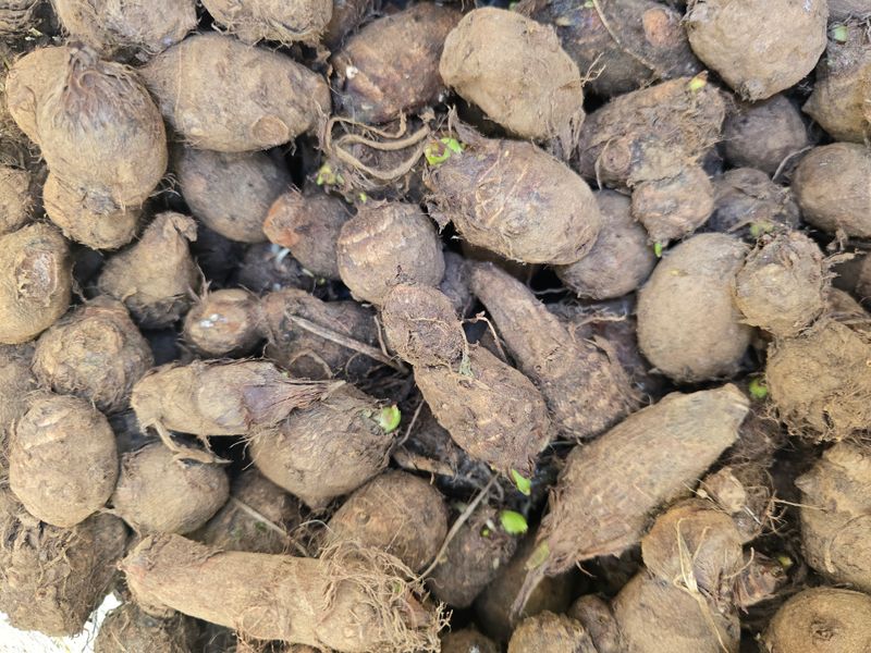 정태권님의 장터 판매 상품 [토란종구 판매] 첨부 사진