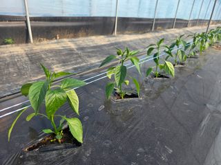 노고단님의 자유주제 · 자유게시판 작성글 사진