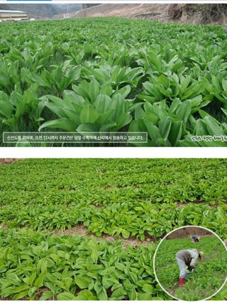 전봉우(채미농원)님의 자유주제 · 자유게시판 작성글 사진