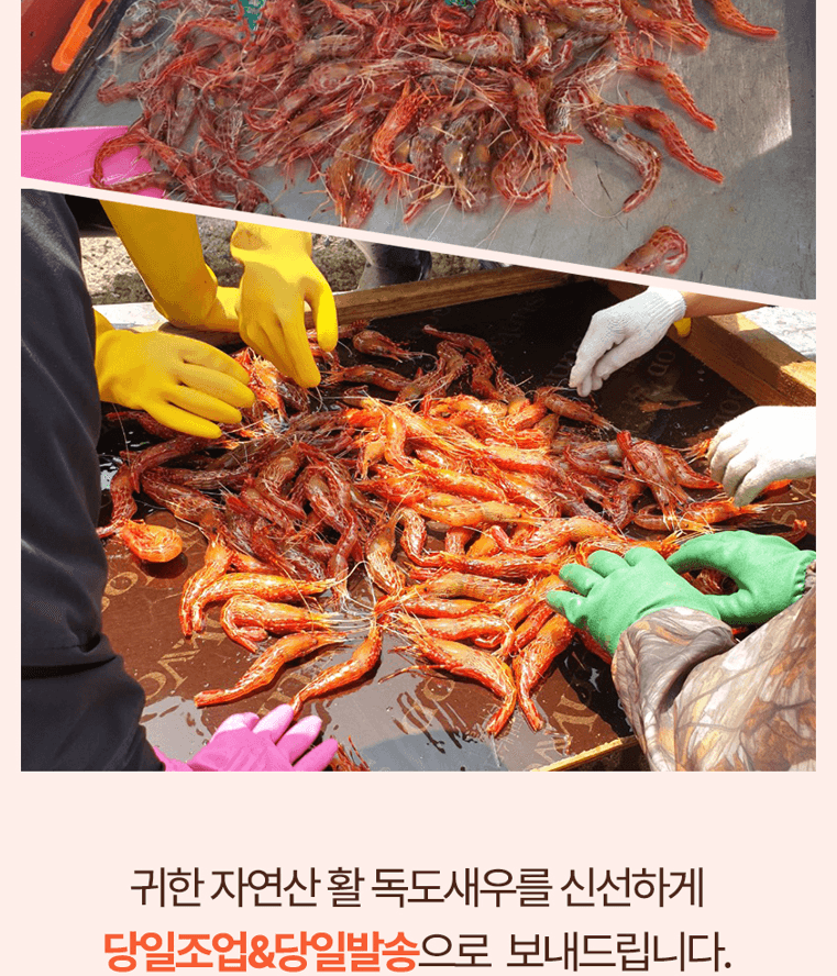 스피드번님의 장터 판매 상품 [활 독도새우] 첨부 사진