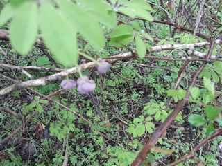 김민수산에서농사중님의 자유주제 · 자유게시판 작성글 사진