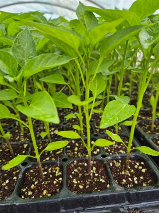 김영진(전남영광)님의 자유주제 · 자유게시판 작성글 사진