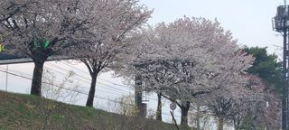 정진해님의 자유주제 · 자유게시판 작성글 사진