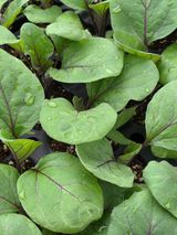 아셀모종님의 자유주제·자유게시판 작성글 사진