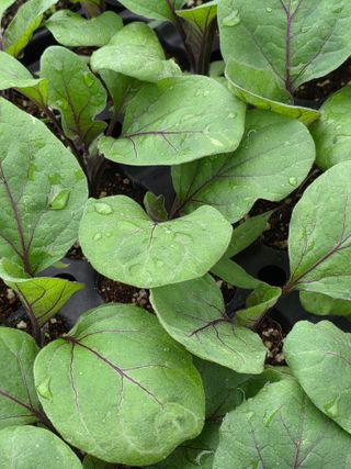 아셀모종님의 자유주제 · 자유게시판 작성글 사진