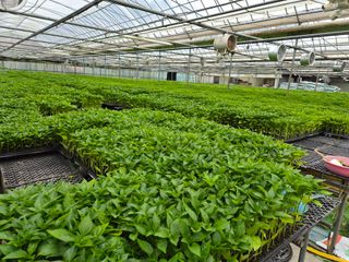 청운농원육묘장님의 자유주제 · 자유게시판 작성글 사진