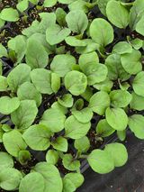 아셀모종님의 자유주제·자유게시판 작성글 사진