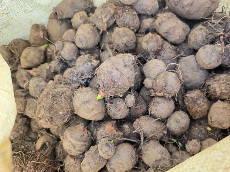 장터 상품 [토란종구 판매] 썸네일