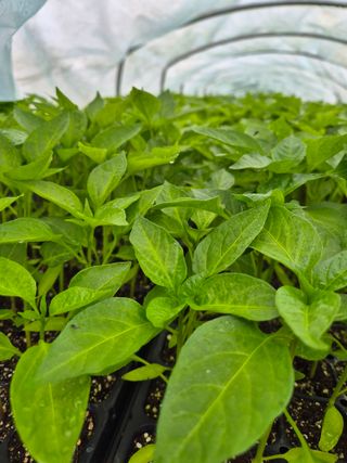 김영진(전남영광)님의 자유주제 · 자유게시판 작성글 사진