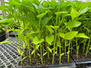 청운농원육묘장님의 자유주제 · 자유게시판 작성글 사진