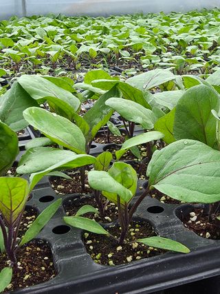 아셀모종님의 자유주제 · 자유게시판 작성글 사진