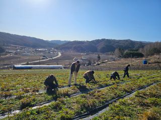 홍천산채농원님의 자유주제 · 자유게시판 작성글 사진