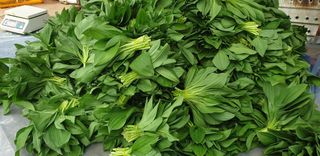 전봉우(채미농원)님의 자유주제 · 자유게시판 작성글 사진