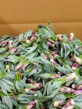 팜모닝 자유주제·자유게시판 게시글 이미지