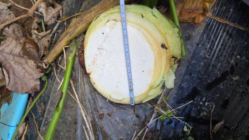 정태권님의 장터 판매 상품 [토란종구 판매] 첨부 사진