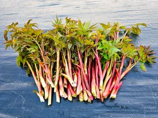 홍천산채농원님의 자유주제 · 자유게시판 작성글 사진