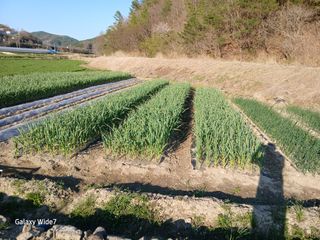 강재화님의 자유주제 · 자유게시판 작성글 사진
