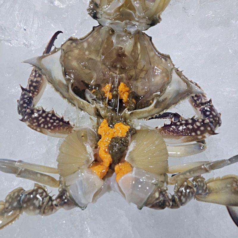 장터 상품 [알이 꽉 찬 서해안 암꽃게 신선한 봄 제철 알배기 꽃게] 썸네일