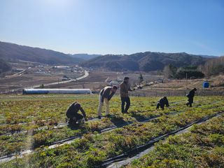 홍천산채농원님의 자유주제 · 자유게시판 작성글 사진