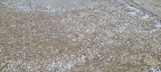 정진해님의 자유주제 · 자유게시판 작성글 사진