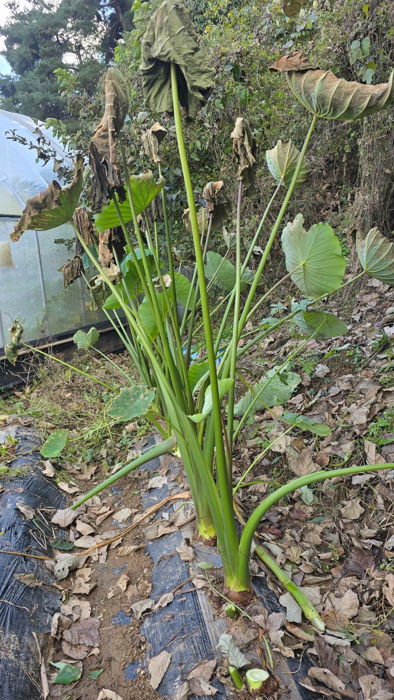 정태권님의 장터 판매 상품 [토란종구 판매] 첨부 사진