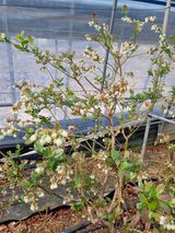 김현숙 블루베리 작두콩님의 자유주제·자유게시판 작성글 사진