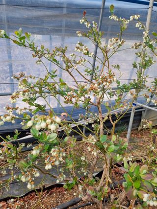 김현숙 블루베리 작두콩님의 자유주제 · 자유게시판 작성글 사진