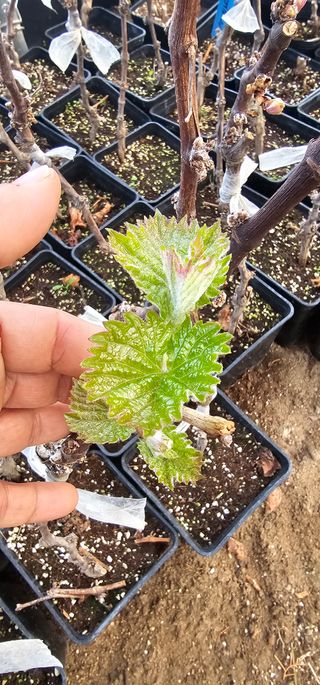 뿌리묘목농원님의 자유주제 · 자유게시판 작성글 사진