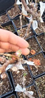 뿌리묘목농원님의 자유주제·자유게시판 작성글 사진