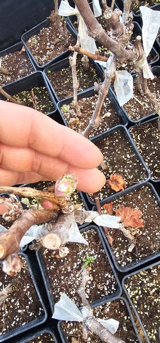 뿌리묘목농원님의 자유주제 · 자유게시판 작성글 사진