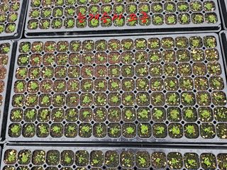 홍천산채농원님의 자유주제 · 자유게시판 작성글 사진