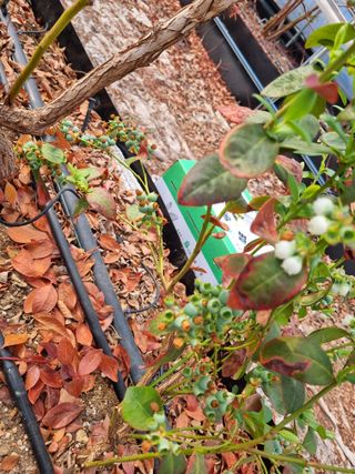 김현숙 블루베리 작두콩님의 자유주제 · 자유게시판 작성글 사진