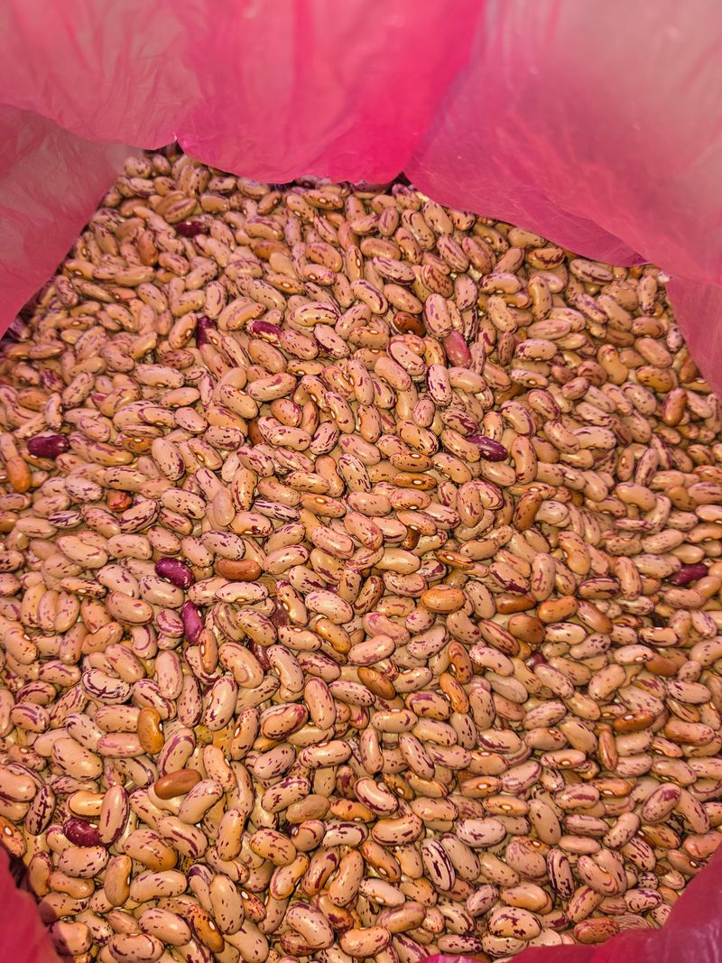 정태권님의 장터 판매 상품 [호랑이강낭콩 종자 판매] 첨부 사진