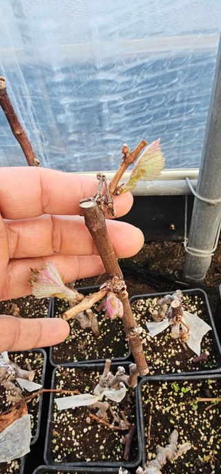 뿌리묘목농원님의 자유주제 · 자유게시판 작성글 사진