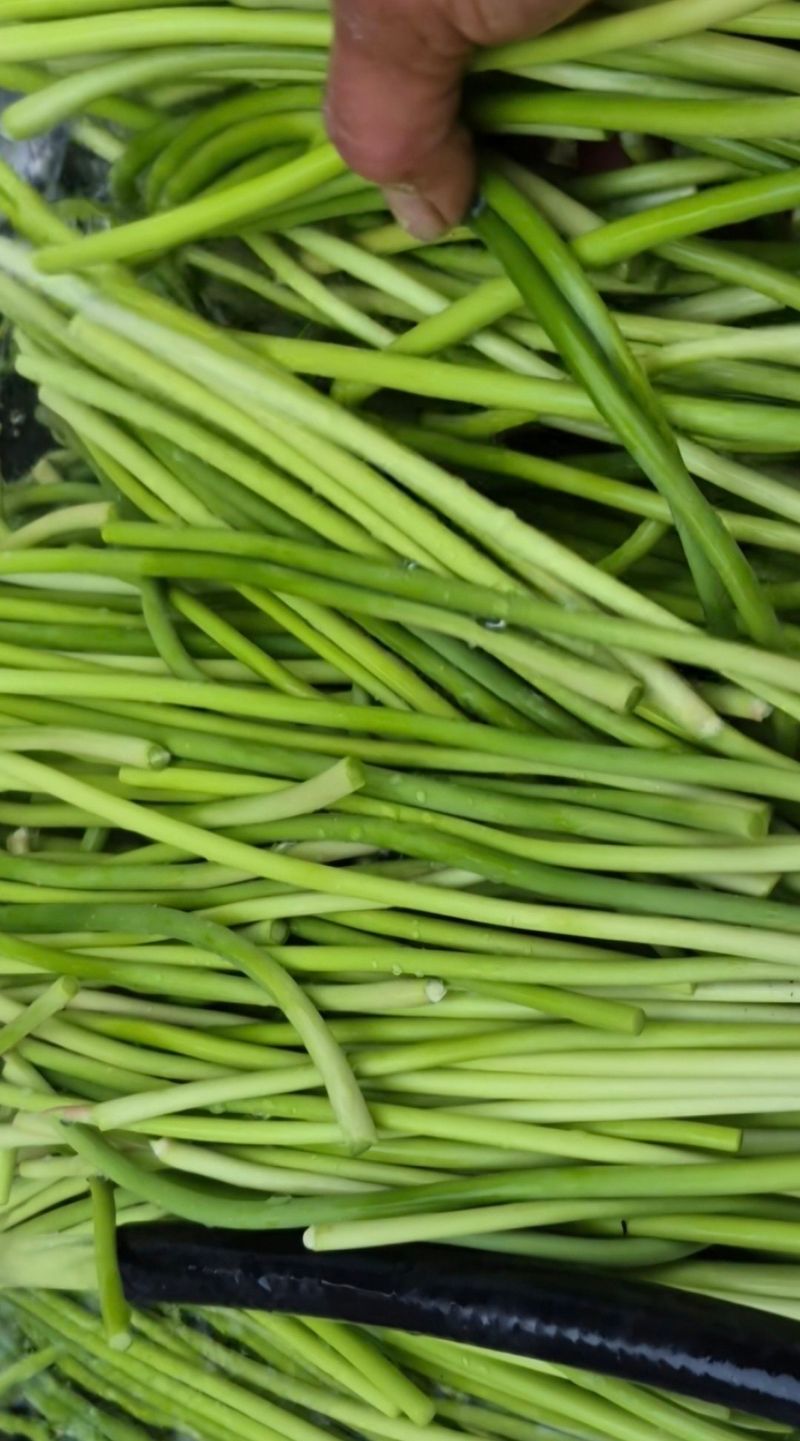 장터 상품 [26년마늘쫑예약판매1키로5000] 썸네일