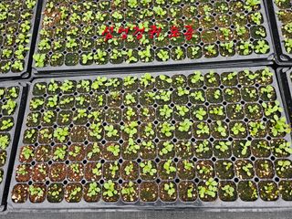 홍천산채농원님의 자유주제 · 자유게시판 작성글 사진