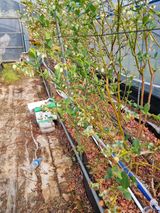 김현숙 블루베리 작두콩님의 자유주제·자유게시판 작성글 사진