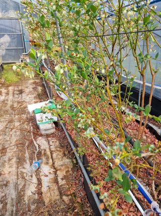 김현숙 블루베리 작두콩님의 자유주제 · 자유게시판 작성글 사진