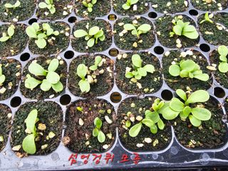 홍천산채농원님의 자유주제 · 자유게시판 작성글 사진