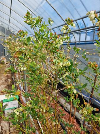 김현숙 블루베리 작두콩님의 자유주제 · 자유게시판 작성글 사진