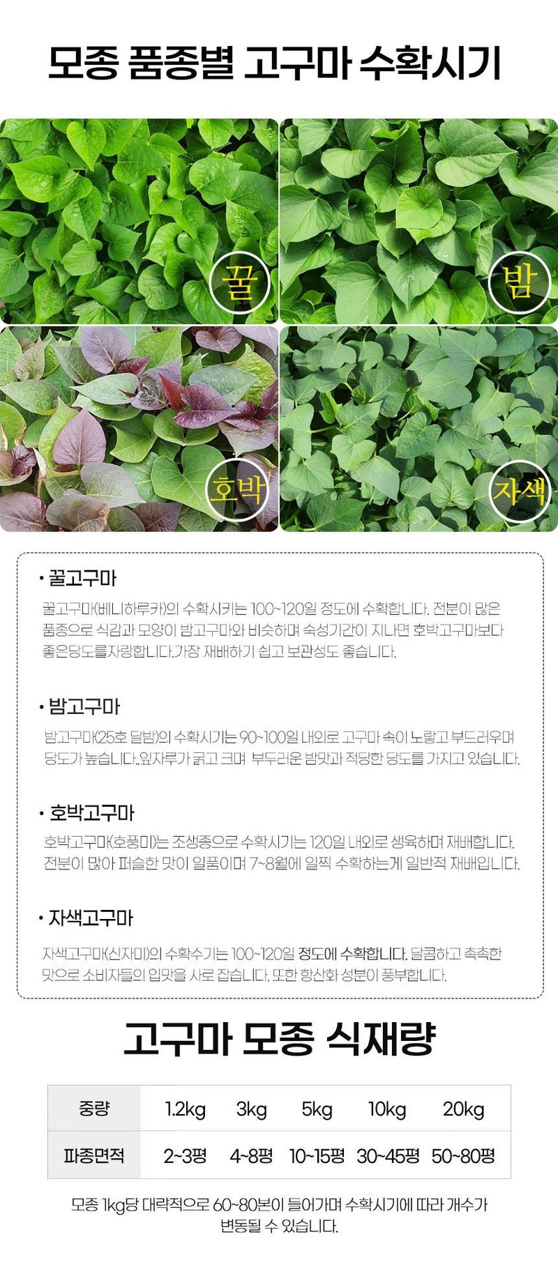 초록미소 금호농장님의 장터 판매 상품 [해남 무병묘 황토 고구마모종 종순 1.2kg,3kg 5kg 10kg 20kg 판매합니다.] 첨부 사진