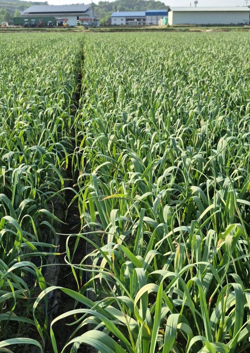 빈신혜 농사꾼단비님의 장터 판매 상품 [26년마늘쫑예약판매1키로5000] 첨부 사진