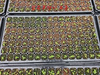 홍천산채농원님의 자유주제 · 자유게시판 작성글 사진