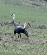 팜모닝 자유주제·자유게시판 게시글 이미지