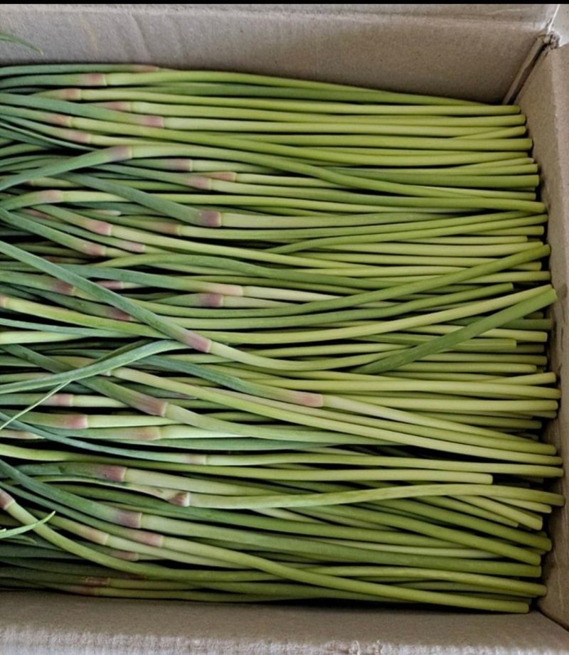 빈신혜 농사꾼단비님의 장터 판매 상품 [26년마늘쫑예약판매1키로5000] 첨부 사진