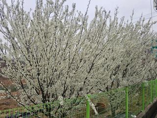 청산거사님의 자유주제 · 자유게시판 작성글 사진