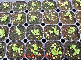 홍천산채농원님의 자유주제 · 자유게시판 작성글 사진